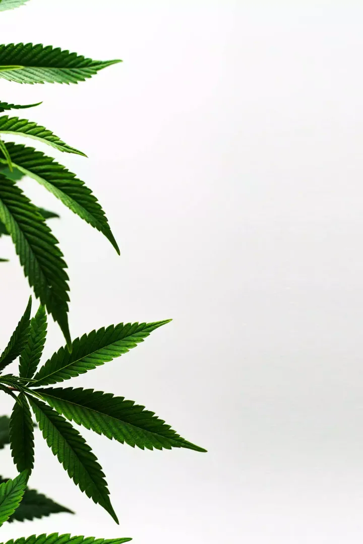 Quality Cannabis shown on Natural remedies Portland's website