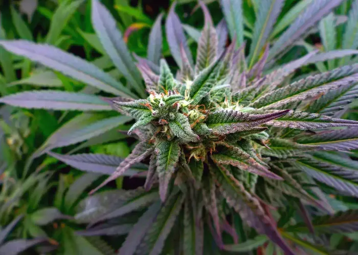 Marijuana leaves viewed very closely