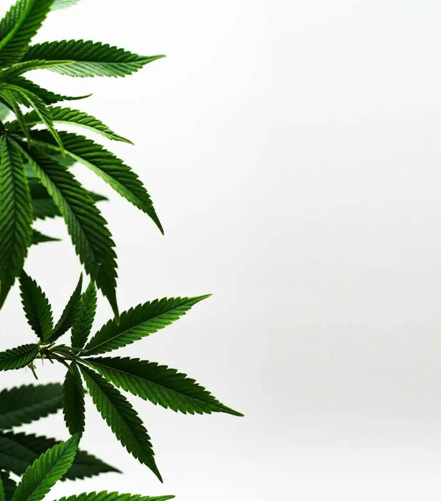 Cannabis clones at Natural Remedies East