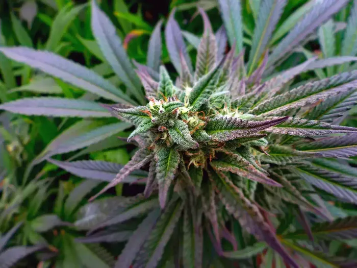 Marijuana leaves viewed very closely