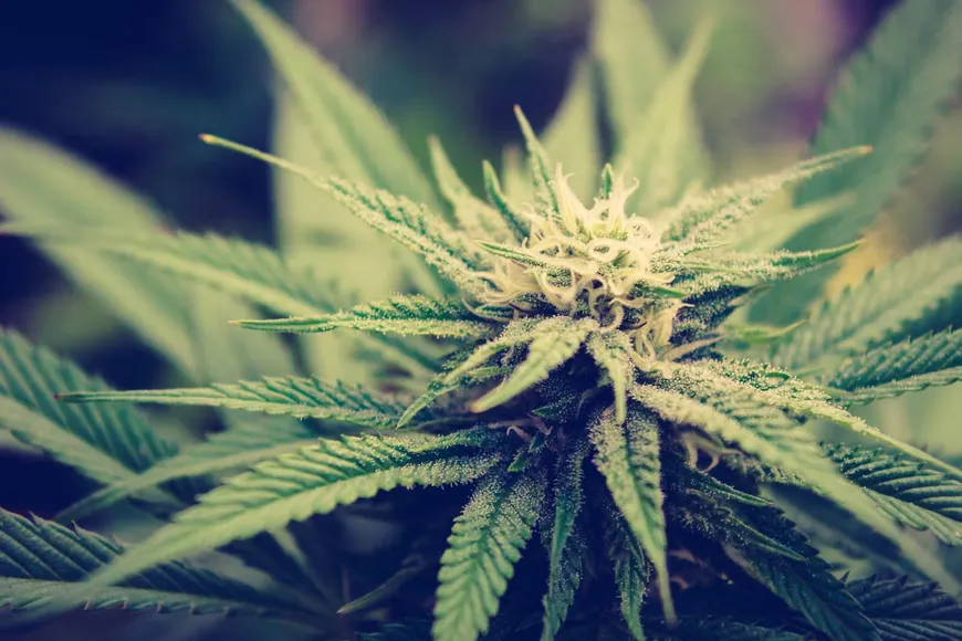 Cannabis plant. Natural Remedies in Portland